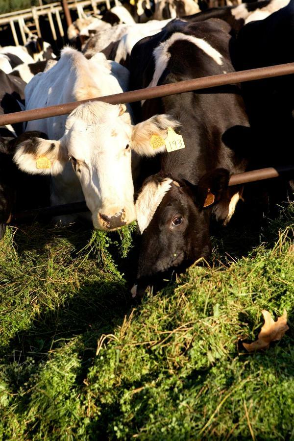 Turisme Rural Ca L,Anguila ξενώνας Peratallada Εξωτερικό φωτογραφία