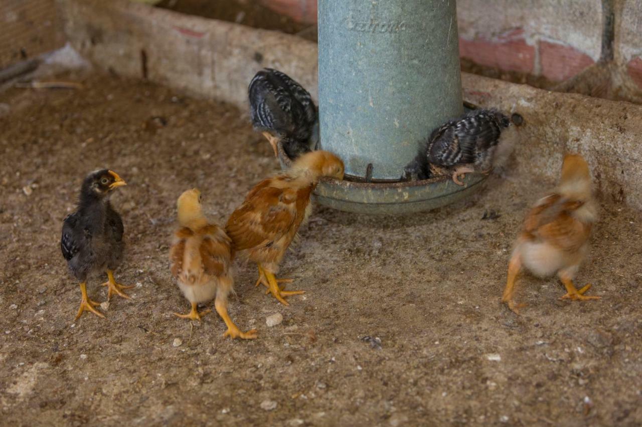 Turisme Rural Ca L,Anguila ξενώνας Peratallada Εξωτερικό φωτογραφία